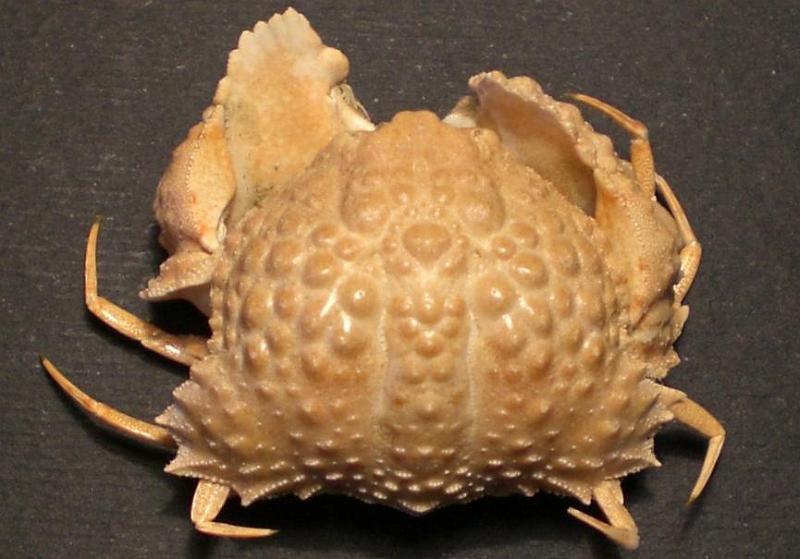 Calappa torulosa T.F.C. dorsal view.JPG